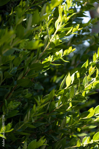 green leaves background