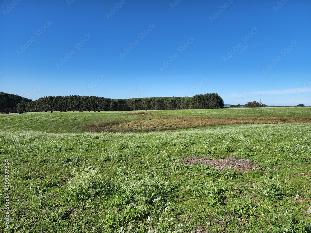 campo fazenda verde, lavoura, pecuária