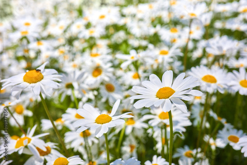 Field of daisy flowers. Beautiful meadow. Summer background © vetre