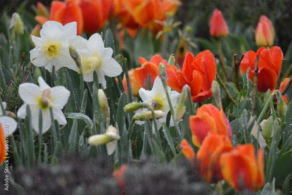 Fototapeta premium spring flowers in the garden