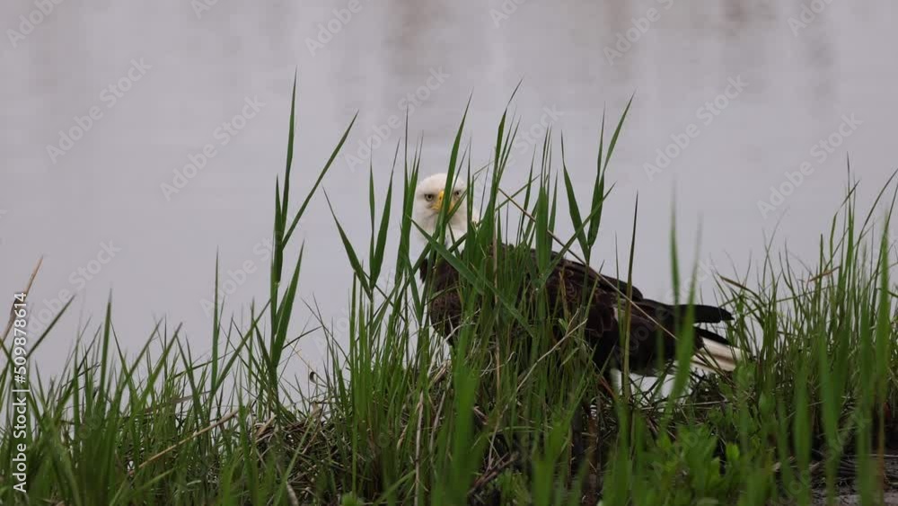 A bald eagle behind the grass, looking out for other eagles trying to steal it's food. Slow Motion A bald eagle behind the grass, looking out for other eagles trying to steal it's food. Slow Motion