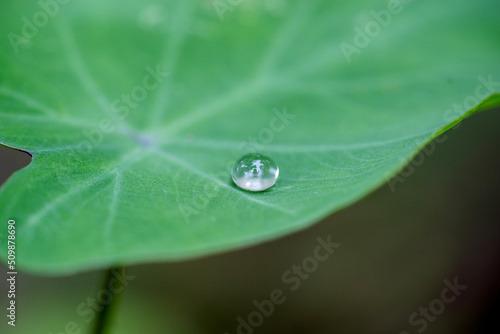 nice detail of water drops on leaf - macro detail 