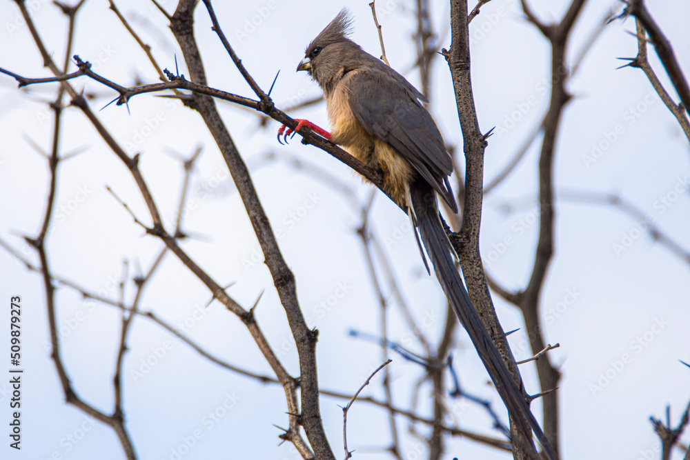 White backed Mousebird, Colius colius, on a branch in Kalahari desert, Namibia. White backed Mousebird, Colius colius, on a branch in Kalahari desert, Namibia.
