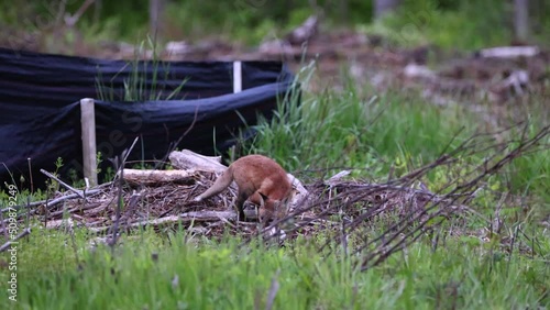 A fox kit, being playful with it's food, a dead bird that was brought back to the den by Mom.  