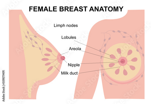 Female breast  poster detailed colorful illustration with info text. Nipple, lobule, duct channel and lymph nodes anatomy in woman silhouette. Flat cartoon illustration for clinic or education