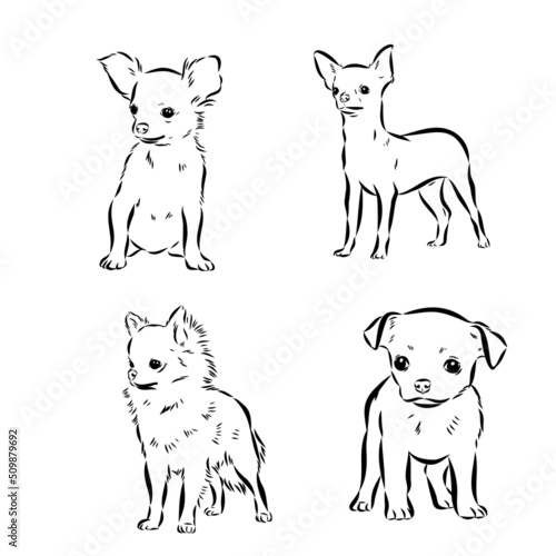 Chihuahua dog. Wall sticker. Graphic  black-and-white  sketch portrait of a Chihuahua dog on a white background. Digital drawing