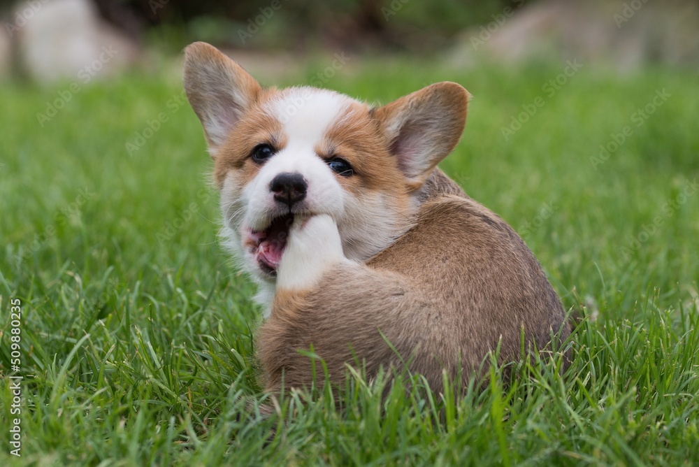 welsh corgi welsh corgi
