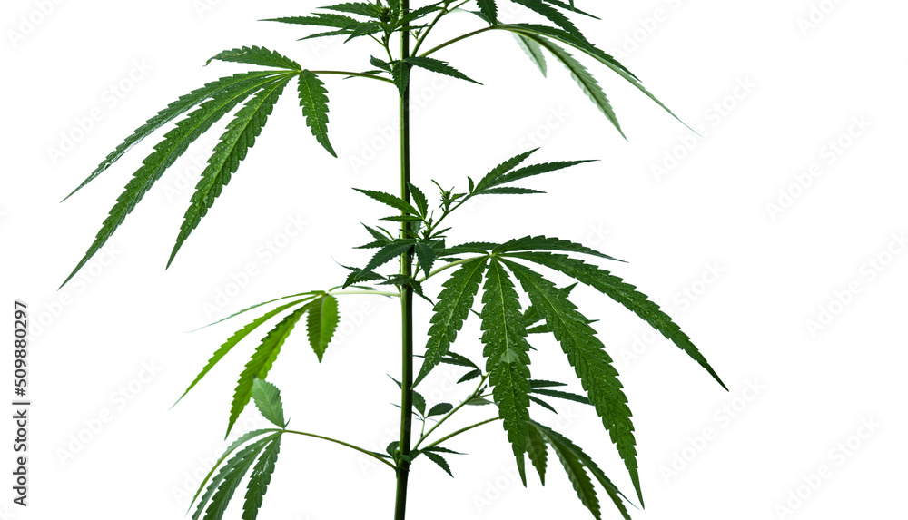 The cannabis plant are isolated on a white background. Selective focus.