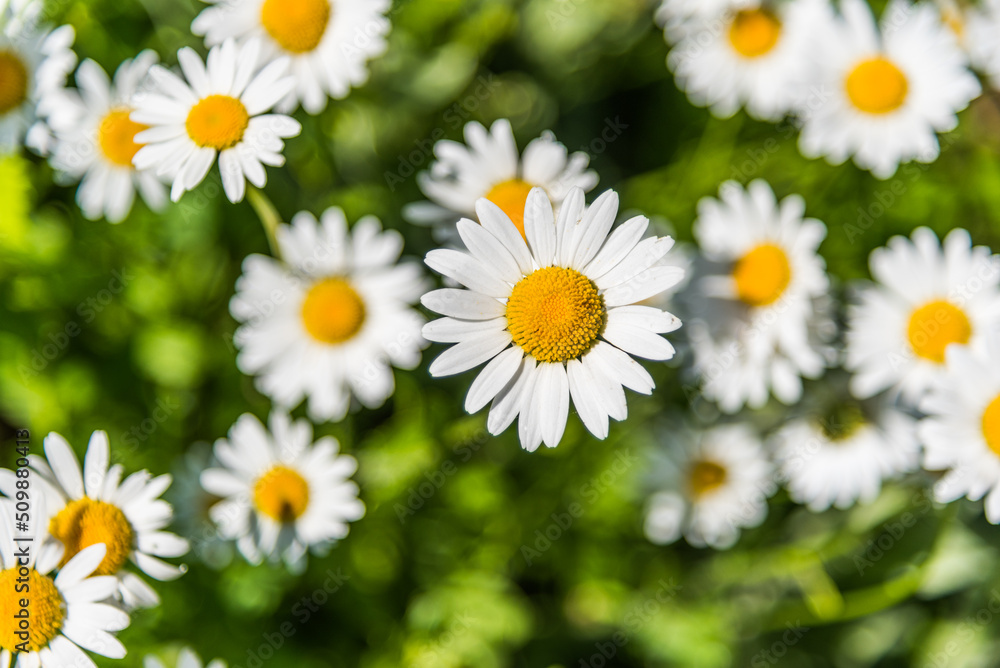 Blooming chamomile in the garden Blooming chamomile in the garden