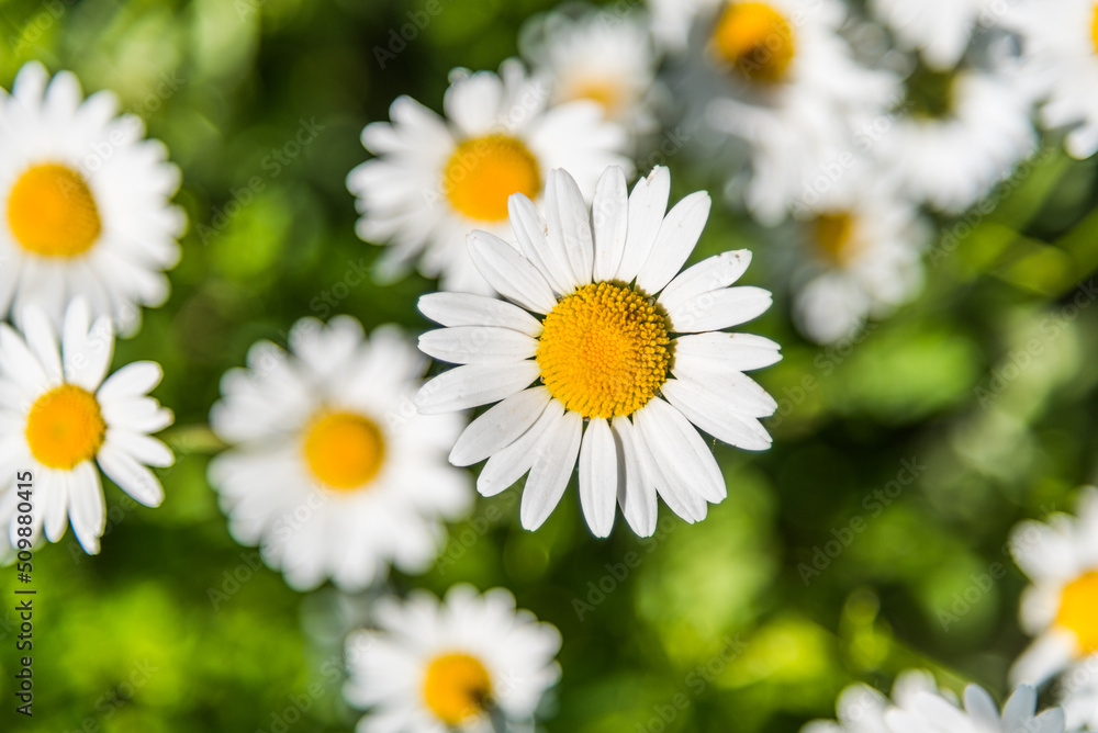 Blooming chamomile in the garden Blooming chamomile in the garden