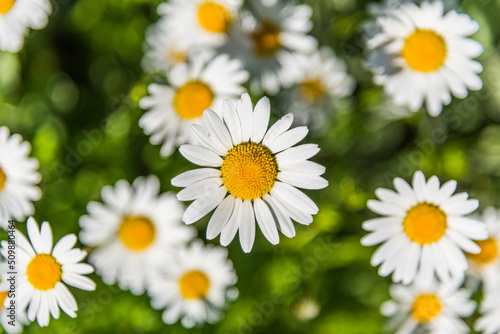 Blooming chamomile in the garden