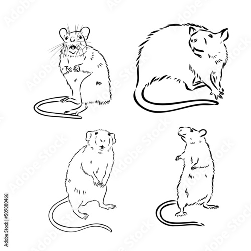 Fototapeta Naklejka Na Ścianę i Meble -  Rat sketch drawn by hand. Black and white vector illustration.