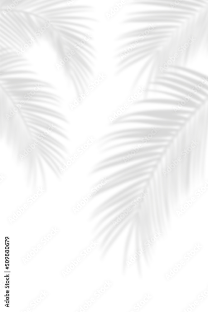 Obraz premium Abstract background of natural shadows tropical leaves overlay on a white wall background, summer seasonal concept.