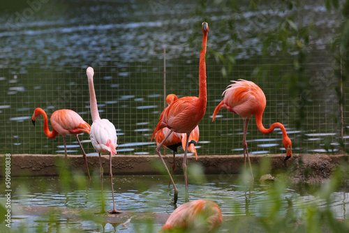 A flock of pink flamingos near the water in the zoo