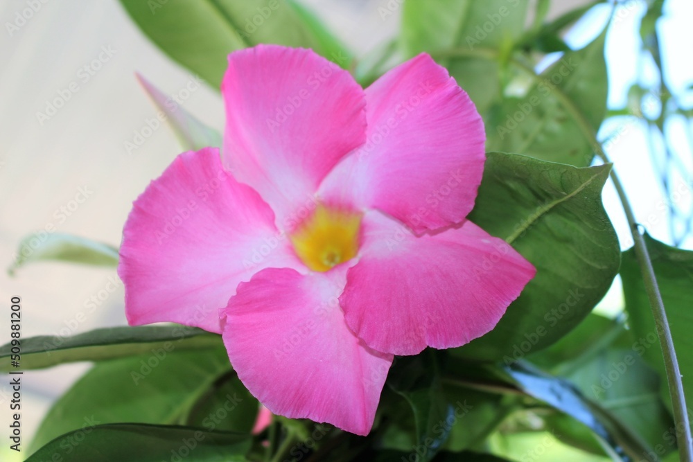 Pink flower outside in the summer Pink flower outside in the summer