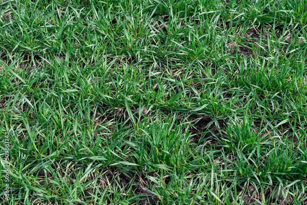 Green field as a background. Green field as a background.