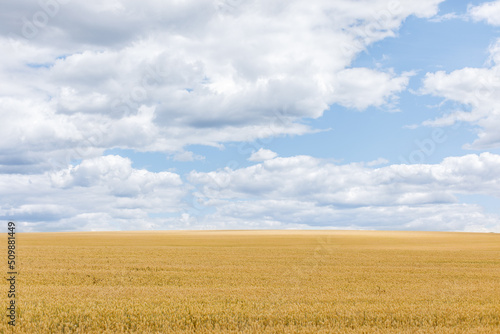 field of wheat against the blue sky. Food Crisis: Ukrainian Grain © st.kolesnikov