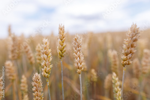 field of wheat against the blue sky. Food Crisis: Ukrainian Grain