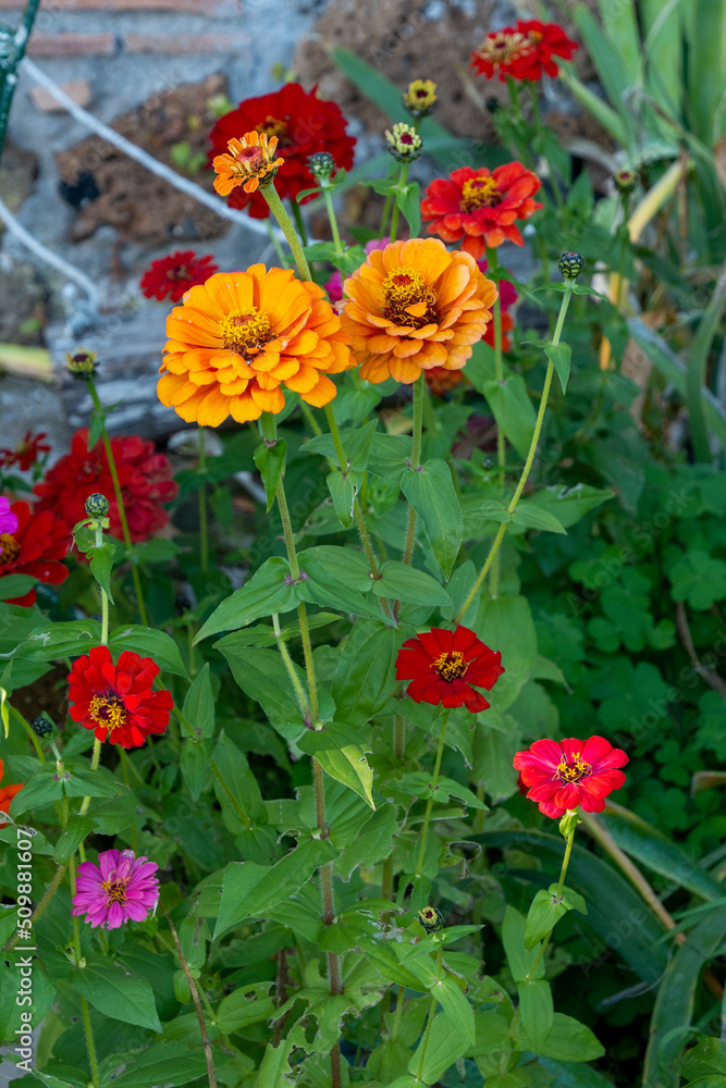 red and yellow flowers red and yellow flowers