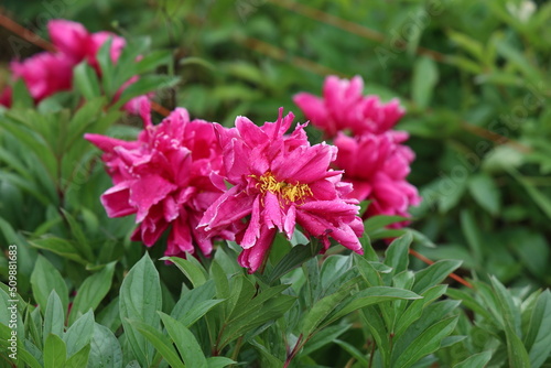 Pink peonies in the garden. Blooming pink peony