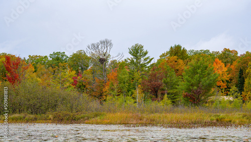 An eagle perched above its nest in a red pine tree along a lake shorline in northern Wisconsin with fall colors in Sawyer county