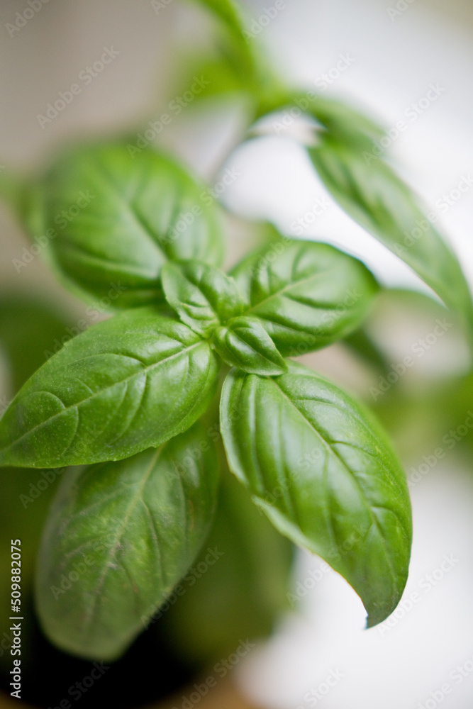 Fresh green basil leaves plant Fresh green basil leaves plant