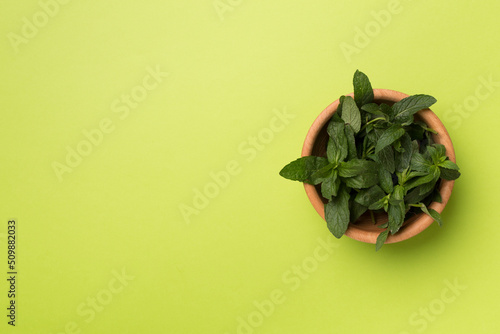 Wooden bowl with melissa on color background, top view