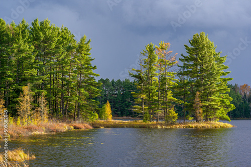 Towering white pine trees along lake shoreline catching sunlight in northern Wisconsin