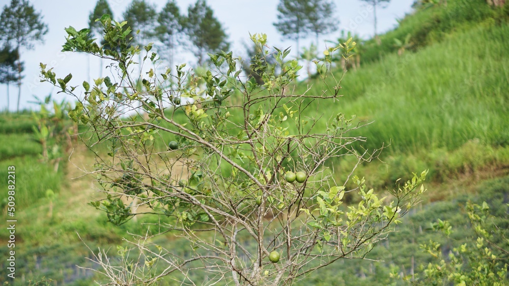 Ripe oranges look yellow and there are also green oranges that are still unripe, with branches on the plantation