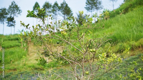 Ripe oranges look yellow with their branches on plantation 