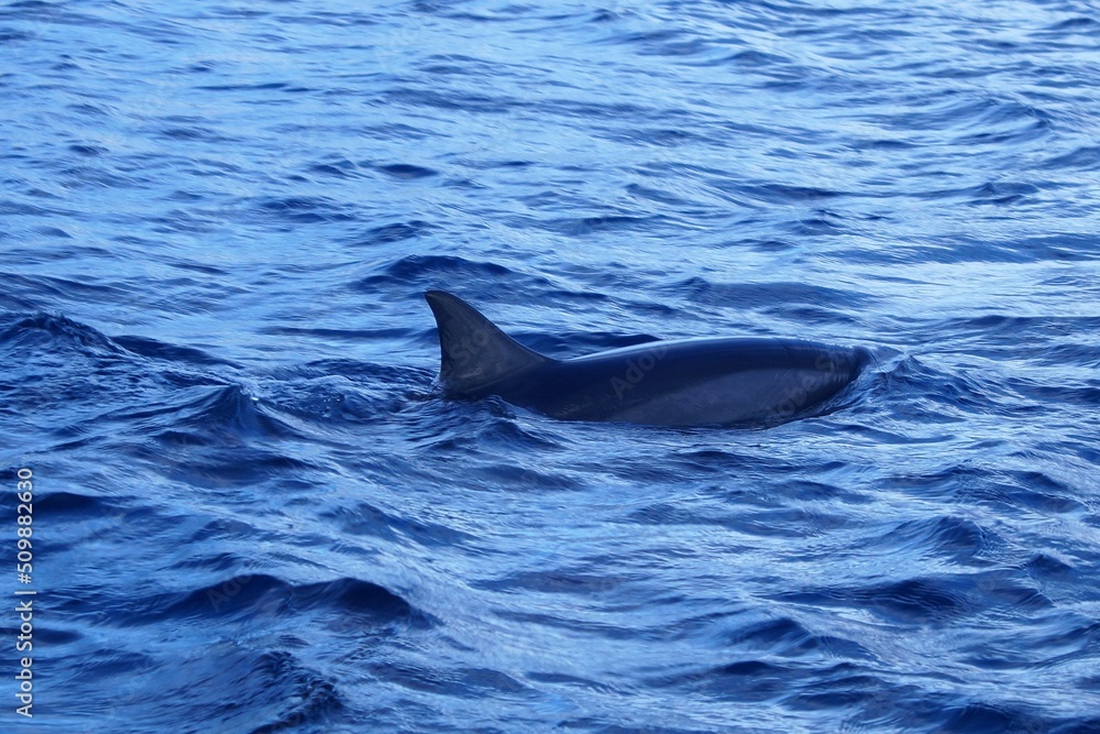Fototapeta premium Delphin