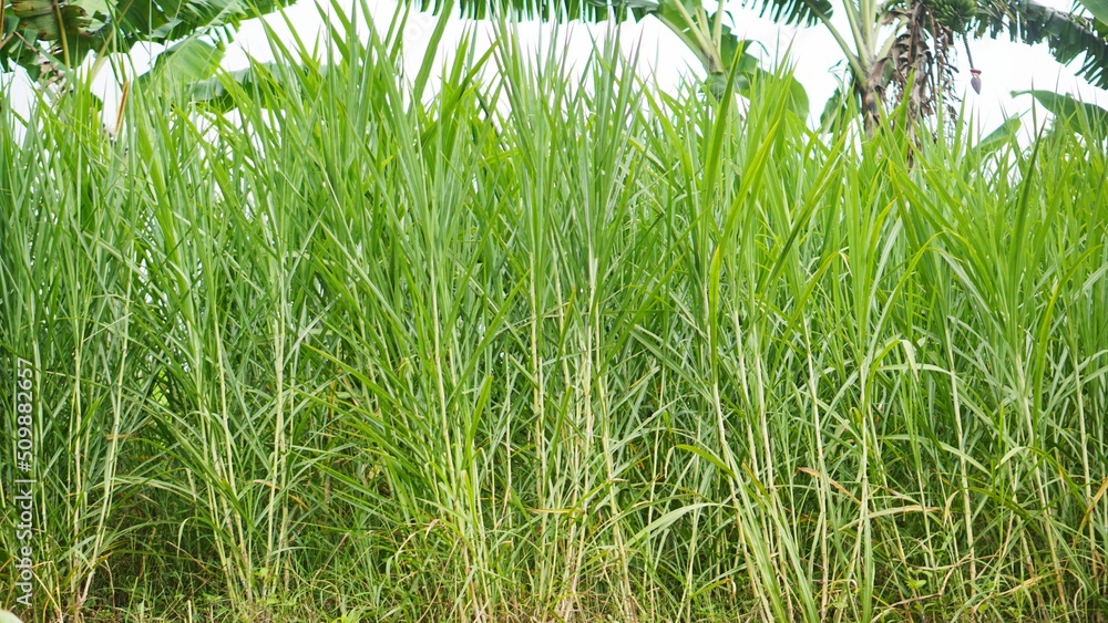 Fototapeta premium Green grass blowing in the wind in the plantation, so beautiful