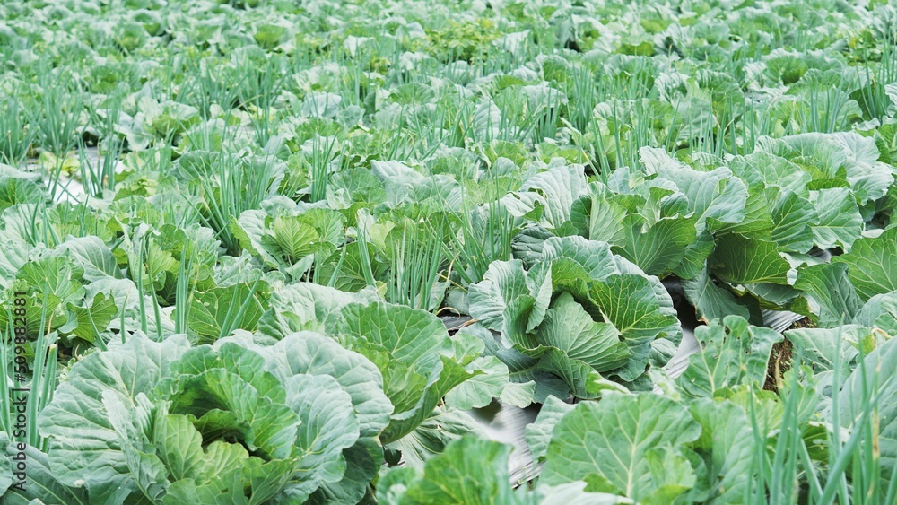 Cabbage and leek plants in plantations look green Cabbage and leek plants in plantations look green