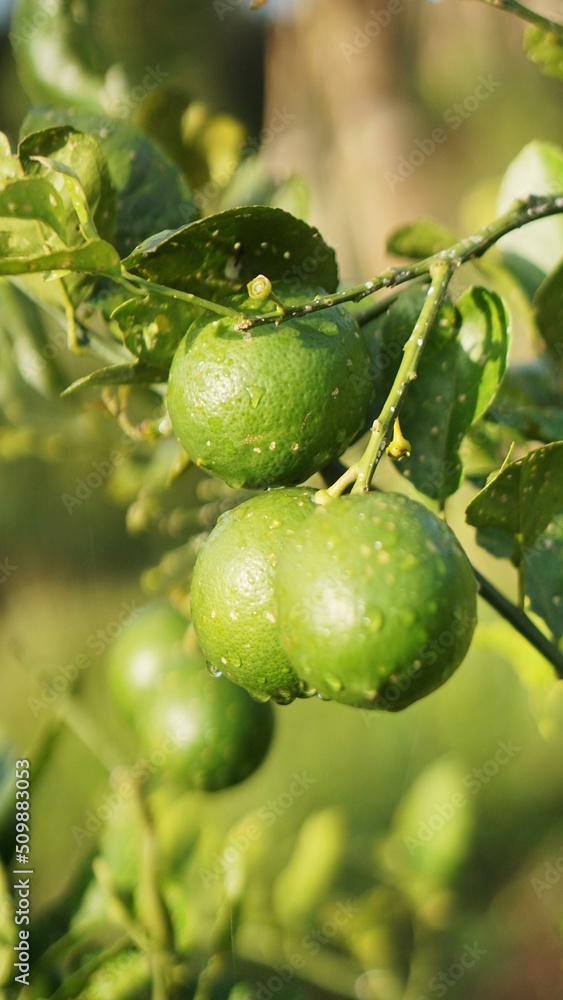 The green oranges that are still on the tree look a little dew in the morning The green oranges that are still on the tree look a little dew in the morning