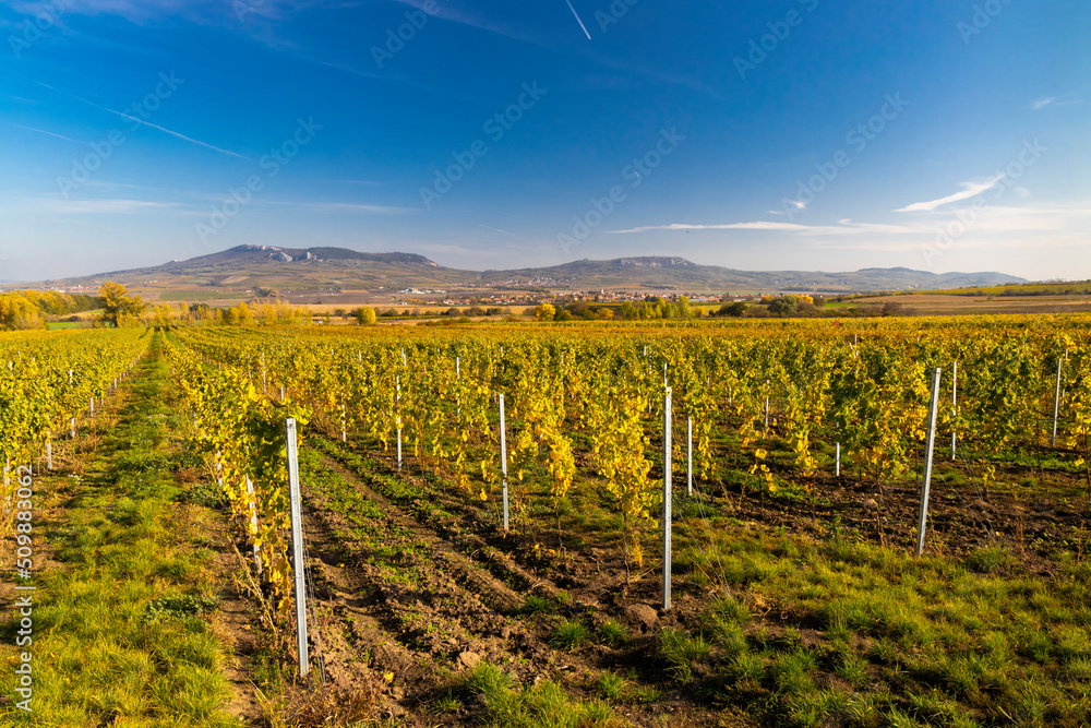 Fototapeta premium Vineyards near Dolni Dunajovice in Palava region, Southern Moravia, Czech Republic