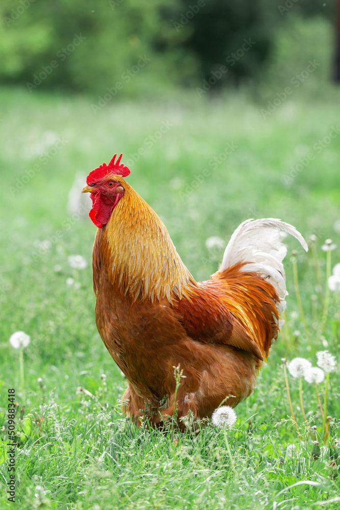 Fototapeta premium A rooster and a free-range chicken on the grass in the countryside.