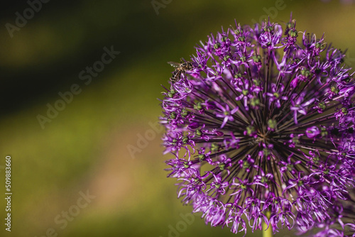 Gardening. Crop production. Close-up of purple flowers of decorative onions. Large flowers and bees on a green background. A copy of the space for the text.