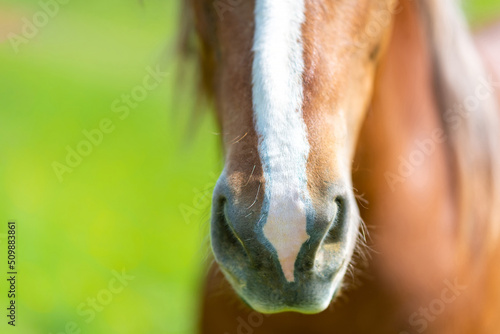 Horse muzzle in selective focus with blurred background. Equine breeding, sport riding training concept. Image for wallpaper, copy space. © Евгений Панов