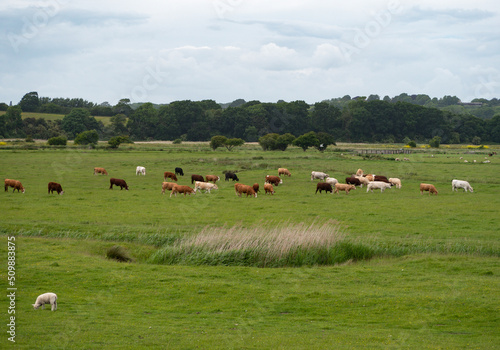 Sussex Grazing Cattle.