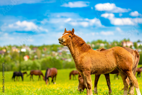 Print op canvas A cute young foal calls his mother and grazes in a beautiful sunny valley in a flowering field with a herd of horses in summer