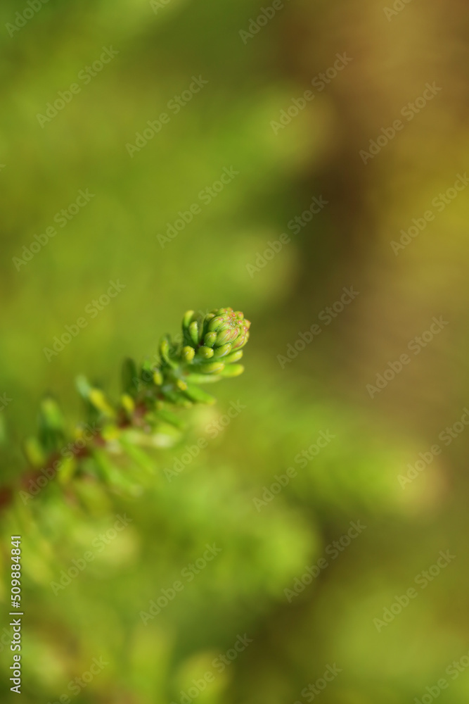 Green leaves close up botanical background erica sativa family ericaceae big size high quality modern print