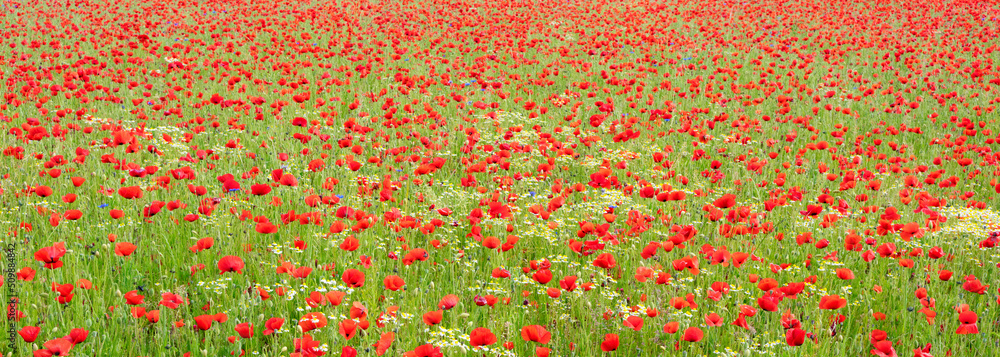 lovely poppy field in spring