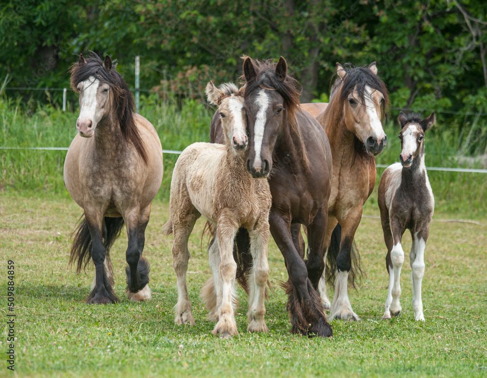 Obraz premium Alert Gypsy Vanner Horse mare and foal herd in pasture