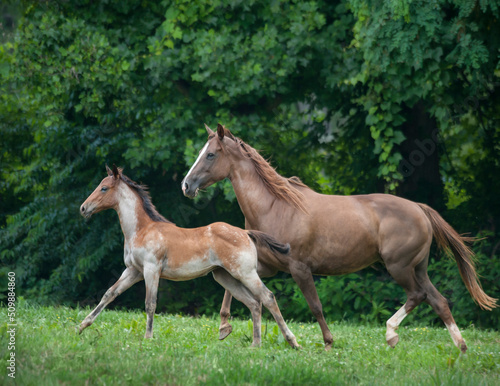 Quarter Horse mare and foal running in grass pasture © Mark J. Barrett