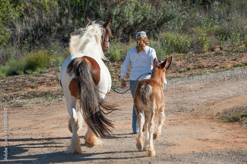 Gypsy Vanner Horse mare and foal  being led down unpaved road © Mark J. Barrett