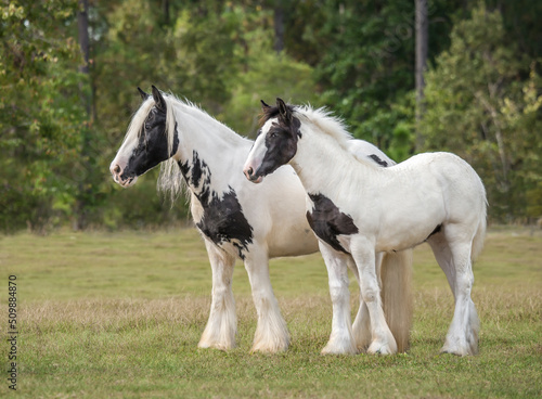 Gypsy Vanner Horse mare and foal  © Mark J. Barrett