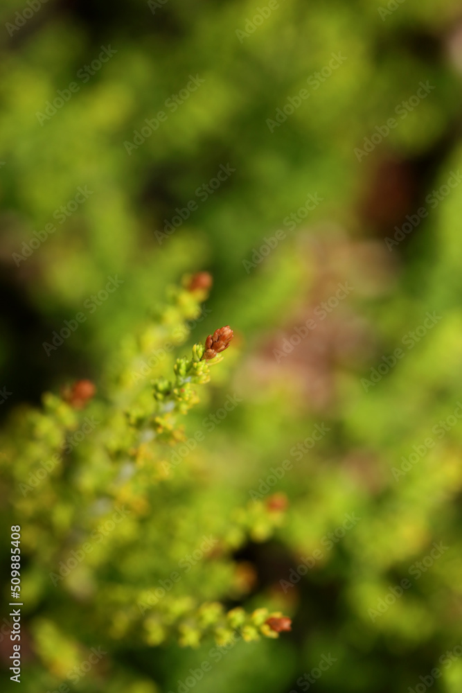 Green leaves close up botanical background erica sativa family ericaceae big size high quality modern print Green leaves close up botanical background erica sativa family ericaceae big size high quality modern print