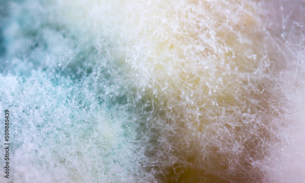 Mold close-up macro. Moldy fungus on food. Fluffy spores mold as a background or texture. Mold fungus. Abstract background with copy space. - obrazy, fototapety, plakaty 