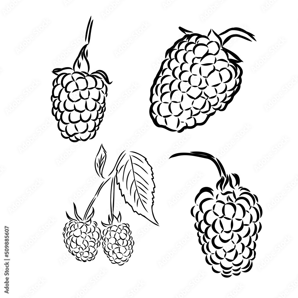Hand drawn vector illustration. Sweet raspberry. Isolated on white background. Design elements in sketch style. Perfect for packaging, menu, cards, blogs, banners Hand drawn vector illustration. Sweet raspberry. Isolated on white background. Design elements in sketch style. Perfect for packaging, menu, cards, blogs, banners
