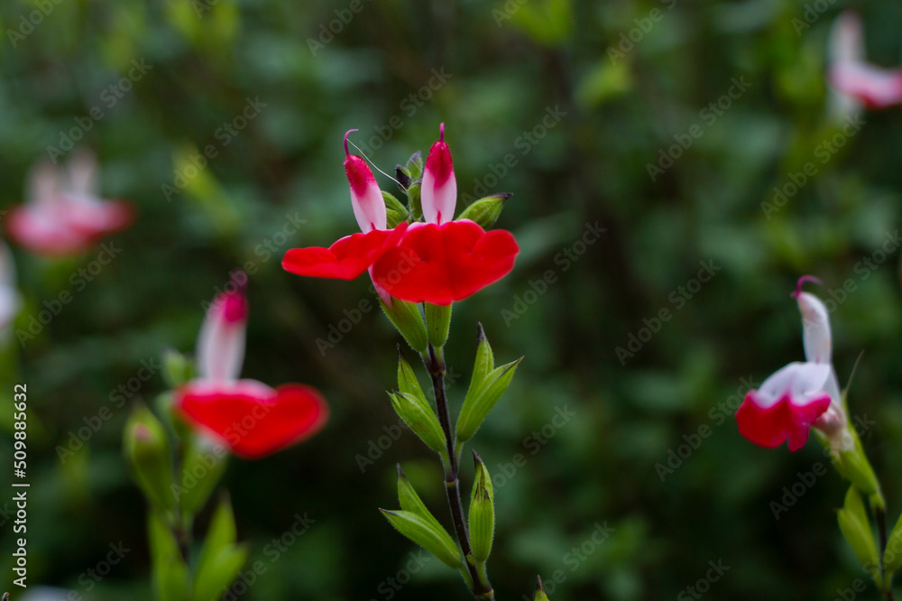 beautiful red flower in the garden beautiful red flower in the garden